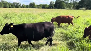 125 cow/calf pairs cattle drive after bountiful rain.