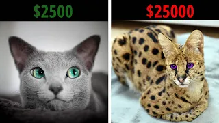 ТОП-10 самых дорогих пород кошек в мире