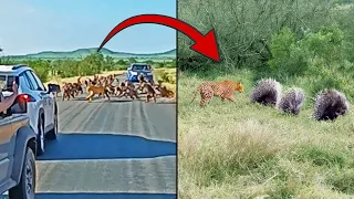 Third Angle of Famous Leopard-Baboon Brawl and Same Leopard Hunting 3 Porcupines the Very Next Day