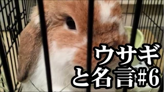 「ウサギと名言」＃６　Rabbit & Witticism