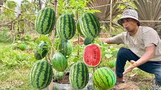 New ideas for growing watermelon to bear much fruit using these simple methods