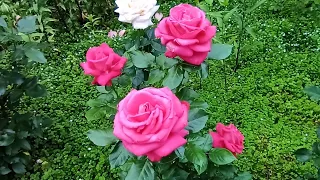 Второе цветение роз: Мария Каллас, Chippendale, Дездемона, Gorgeous.