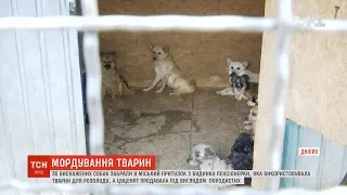 Десятки виснажених собак звільнили з полону у Дніпрі