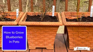 How to Grow Blueberries (in pots or in the garden) - Info from a blueberry farmer in MN