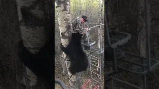 Hunter Experiences Close Encounter With Bear in Tree Stand - 989387