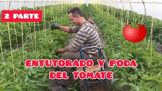 COMO ENTUTORAR Y PODAR LOS TOMATES 🍅 2° PARTE GUIADO Y PODA | Verdura Vital | ECOLÓGICO