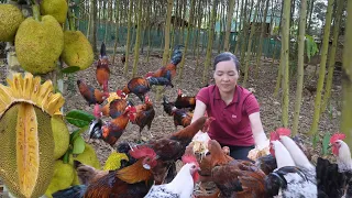 Pick jackfruits to sell and use as food for super egg-laying chickens. Amy green forest life