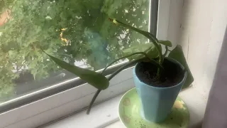 My money plant