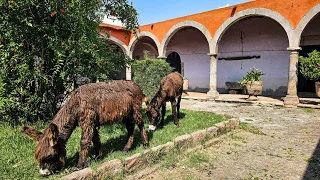 NO APARECE NI EN GOOGLE una Hacienda con BURROS #arandas