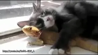 Inusuales amistades entre animales de distintas especies.