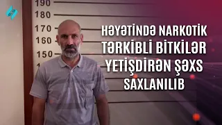 Narkotik tərkibli bitkilər yetişdirən Şamlı kənd sakini saxlanılıb | Kanal S Xəbər