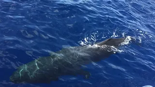 Huge Sperm Whale - Dolphin, Whales & Turtles Watching in a Yatch - Madeira Island