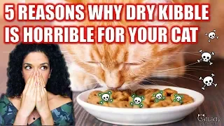 5 REASONS why dry kibble cat food is the WORST for your cat! 🙅‍♀️🙀