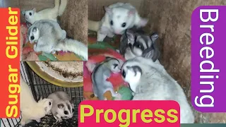 Sugar Glider Breeding &Growth Progress@VastuAviary