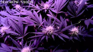 Marijuana Timelapse closeup of flower forming (60 days)