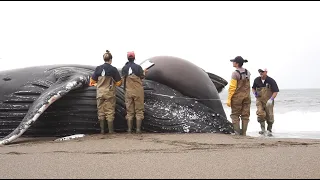 What Happens When Whales Strand? | California Academy of Sciences