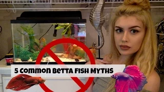 5 Things You've Heard about Betta Fish That AREN'T True