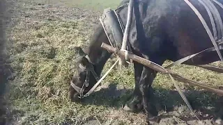 вивожу гній на поле