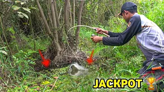 PANIK !!! DIBAWAH AKAR KAYU TUA ADA IKAN BESAR 😱