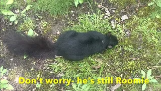 Emo Squirrel Fakes his own Death and then crashes over night at my place