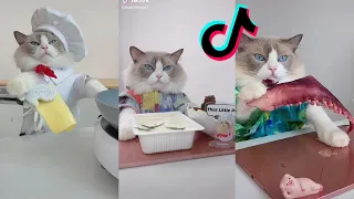 Cats Make Food 2022 ♥ That Little Puff Tiktok Compilation #8