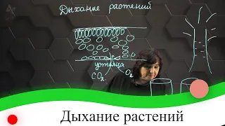 Дыхание растений. 7 класс.