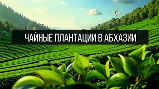 Чайные плантации в Абхазии