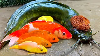 Haircut for Catfish, Cooking Fish - Stop Motion Mukbang Colorful Koi Funny Video ASMR 4K | Cuckoo