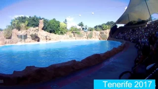 Dolphin Show Loro park Tenerife