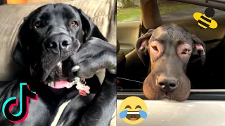 GREAT DANE TOP VIDEOS 🐕 GREAT DANE DOGS 🐶 TIKTOK TRENDS COMPILATIONS 🔥 DOG OF TIKTOK 🦴