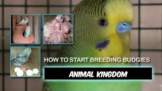 Budgies Breeding Tips and Guidelines for Beginners in Hindi/Urdu | Budgies ki Breeding kese karwain