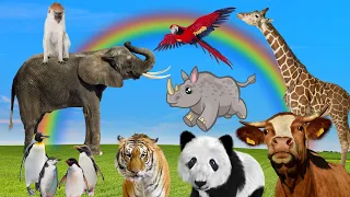 Funny animal moments: tiger, elephant, rhinoceros, cow, monkey, giraffe,...
