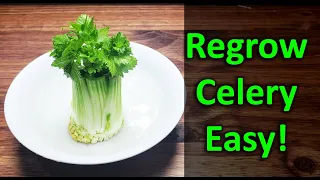 How To Regrow Celery From Celery