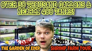 The LARGEST COLLECTION OF SHRIMP IN THE USA!  Caridina, Neocaridina & Rare Species @thegardenofeder