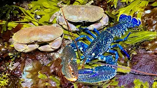 Coastal Foraging - Crabs, Lobster and Rock pooling - Beach Fire Cookup