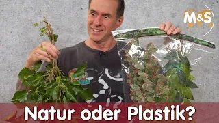 NATUR oder PLASTIK? | Echte Pflanzen im Terrarium? | JA oder NEIN?