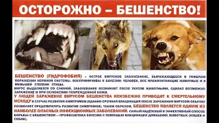 Бешенство у животных, летальные случаи Rabies in animals