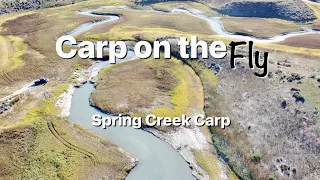 Spring Creek Carp Fly Fishing - Carp On The Fly