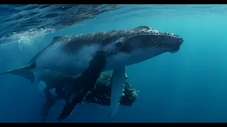 Humpback Whale Ocean Inspiration Annie Crawley Tonga 4K