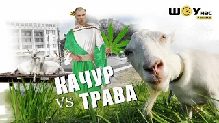 Качур VS нескошена трава