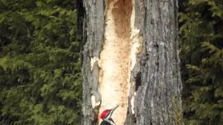 never give RED BULL to a Pileated woodpecker