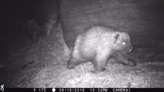 (*) North American Porcupine (At Night)