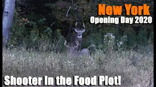 New York Opening Day Bow Season 2020 - October 1st Good bucks in the food plot!