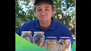 Mouldy bread science experiment.