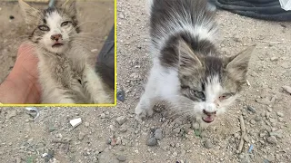 Rescue Kitten On Street with Infected Eyes.