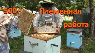 Как резко увеличить медопродуктивность пчёл?