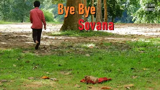 Papa Lin Want to Say Goodbye For Poor Abandoned Monkey Sovana,What Going On Next? Just Watch to Know