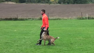 This is how my Belgian Malinois Silly was passed the BH test !!!