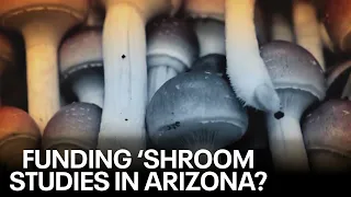 Veteran says psilocybin mushrooms changed his life as Arizona looks into funding for research