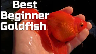 Best Beginner Fancy Goldfish